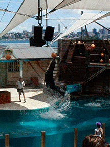 seal show